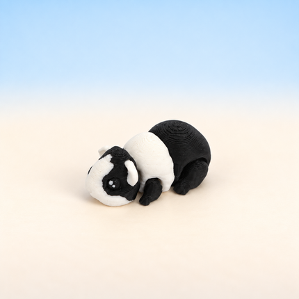 Micro Guinea Pig miniature in Black and White, individual variant photo.